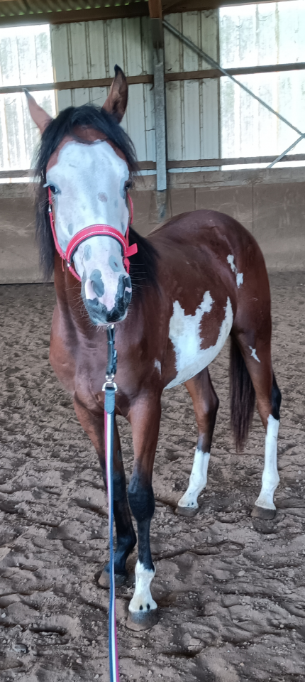 Paint/DSA.    Hongre  2ans1/2.    OC