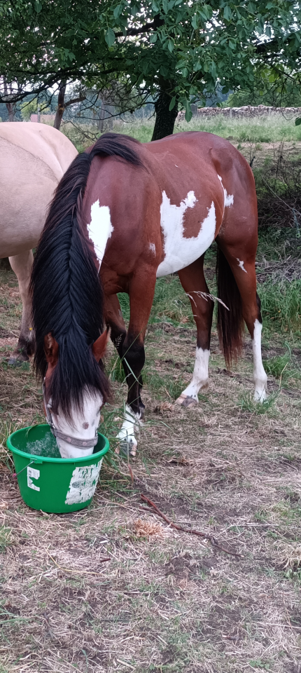 Paint/DSA.    Hongre  2ans1/2.    OC