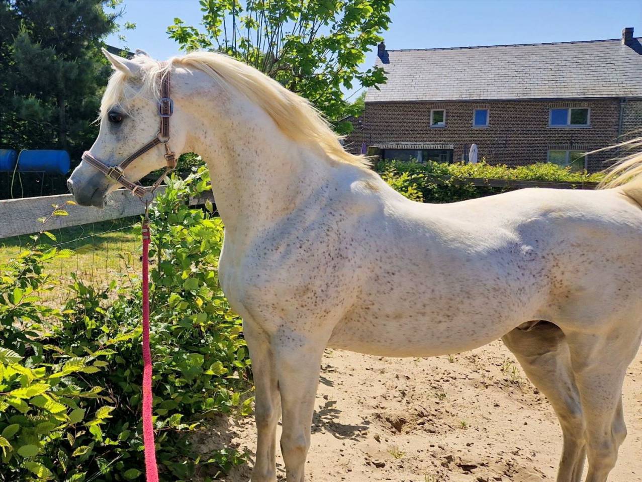 Saillies disponibles étalon pur-sang arabe égyptien