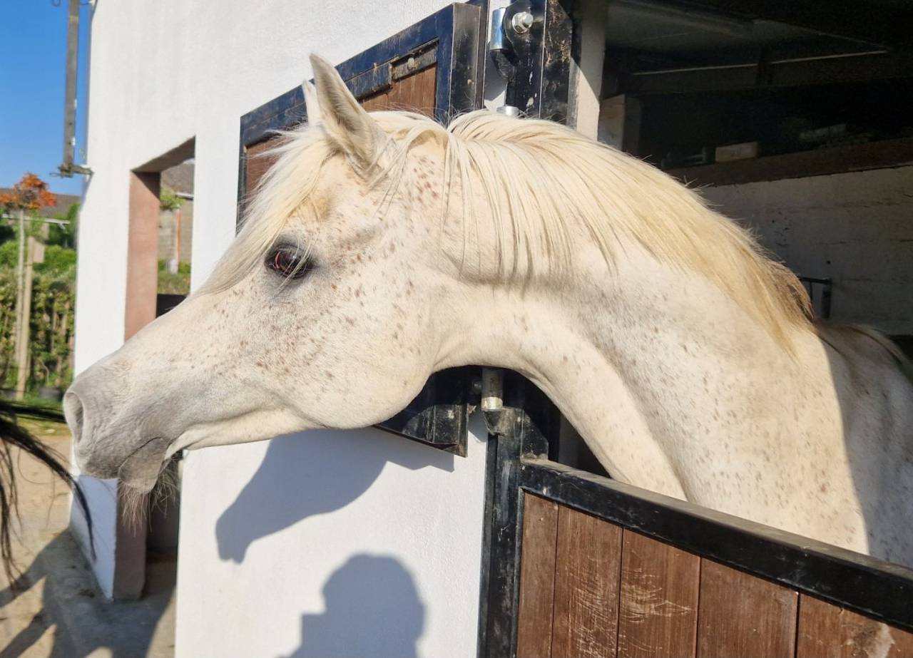 Saillies disponibles étalon pur-sang arabe égyptien