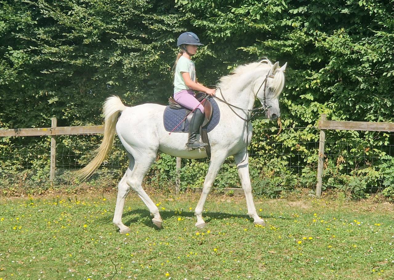 Saillies disponibles étalon pur-sang arabe égyptien