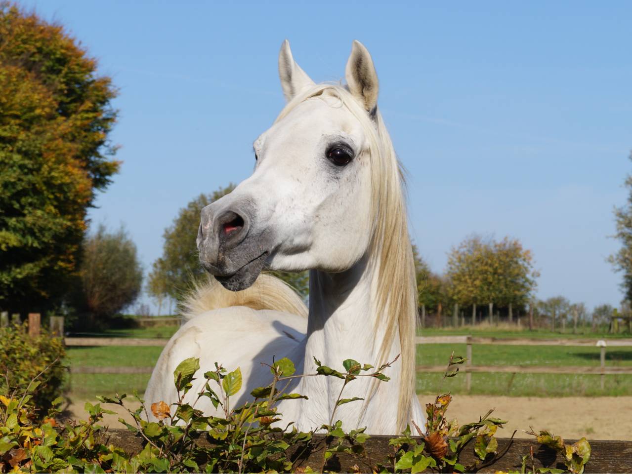 Saillies disponibles étalon pur-sang arabe égyptien