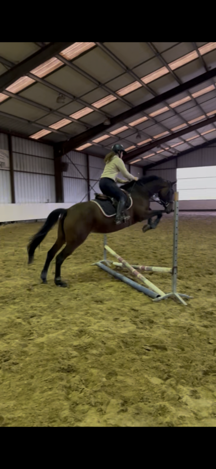 Kir royal - Jument de 5 ans