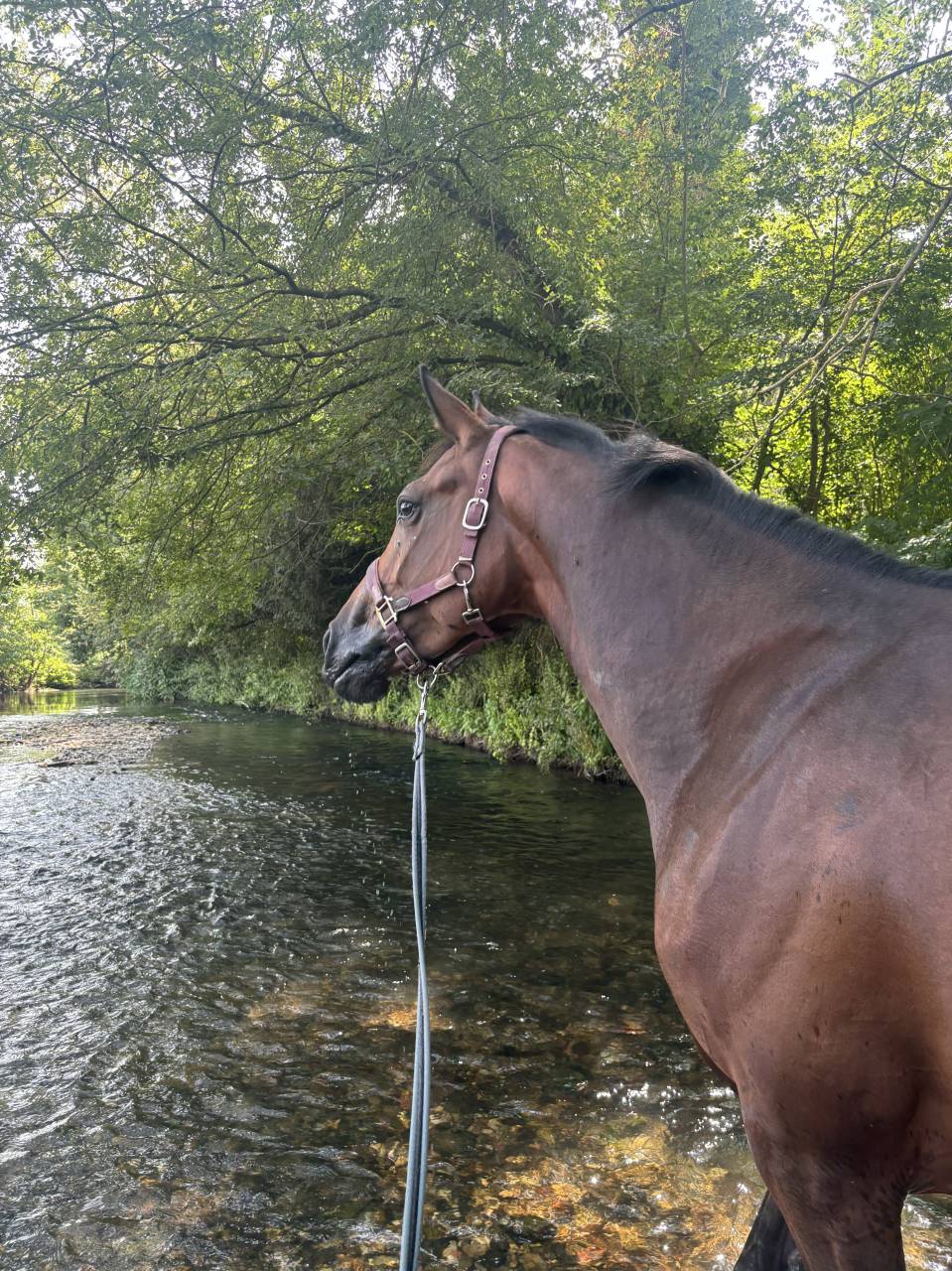 Kir royal - Jument de 5 ans