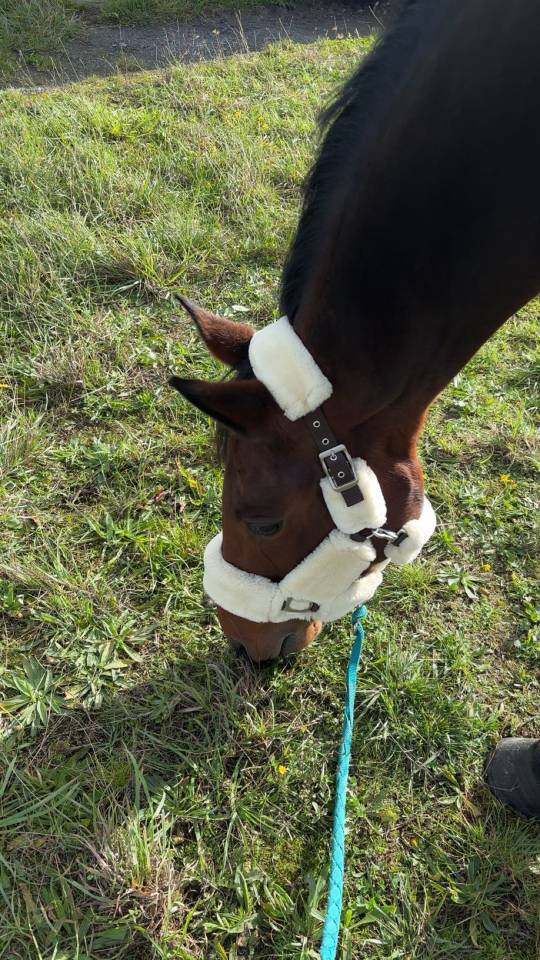 Kir royal - Jument de 5 ans