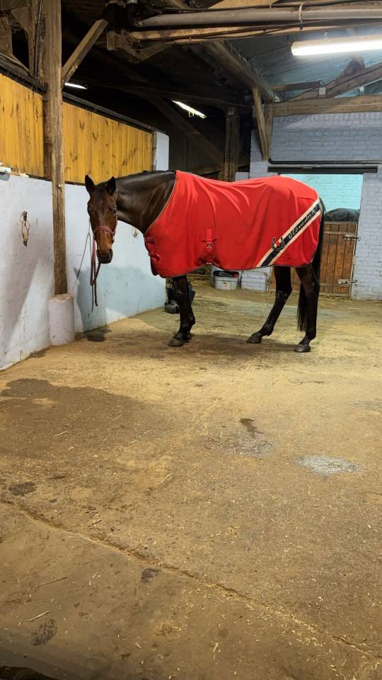 Kir royal - Jument de 5 ans