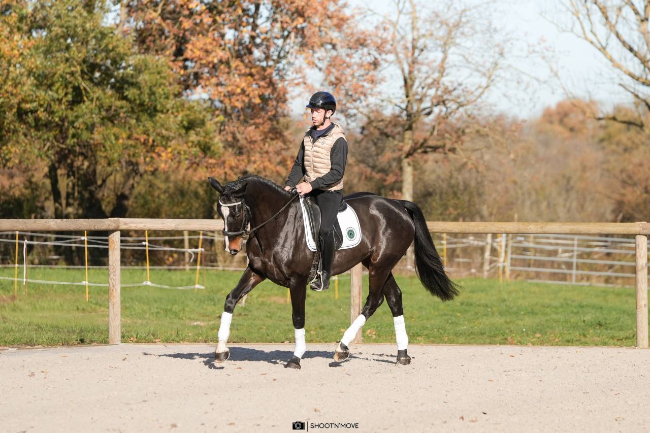 Jument Oldenbourg 5 ans 