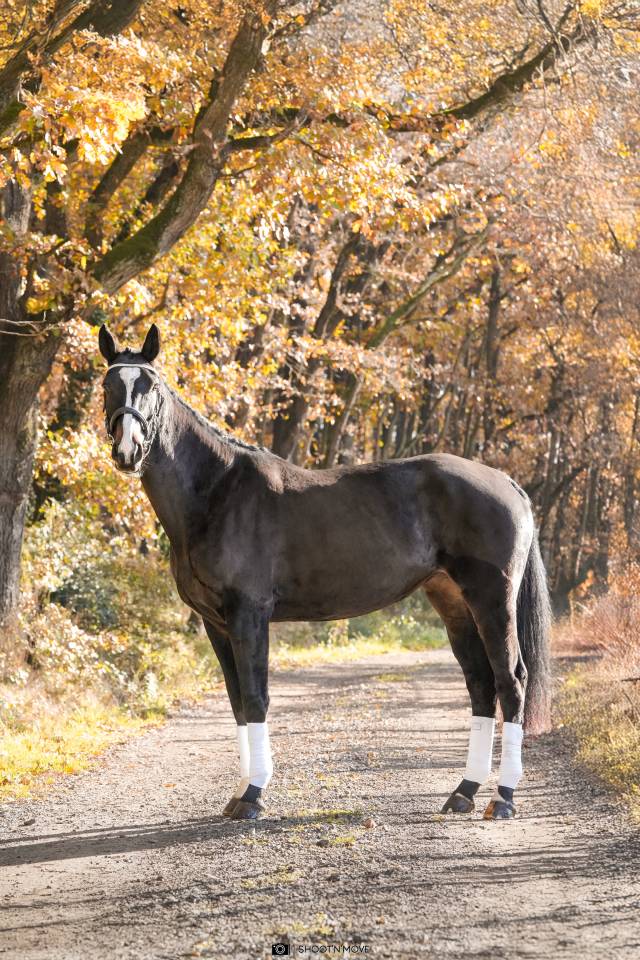 Jument Oldenbourg 5 ans 