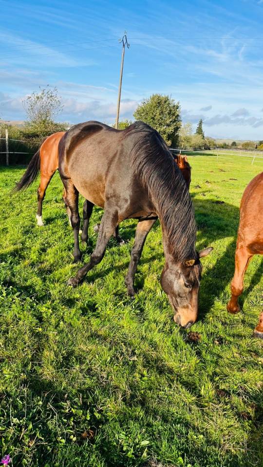 ISLAND  Hongre 8 ans Pur-Sang Irlandais Bai 1m65 (31)