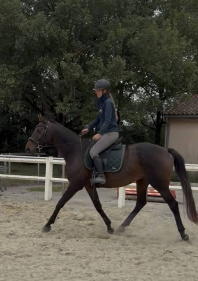 ISLAND  Hongre 8 ans Pur-Sang Irlandais Bai 1m65 (31)