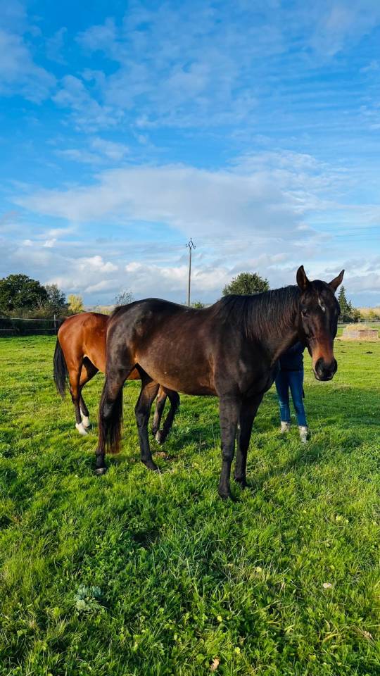 ISLAND  Hongre 8 ans Pur-Sang Irlandais Bai 1m65 (31)