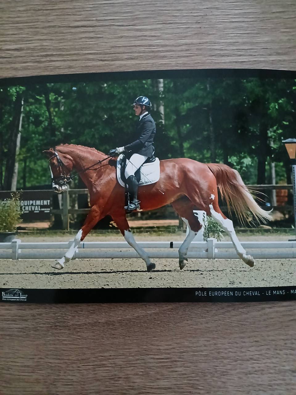 Jument belge 6 ans dressage