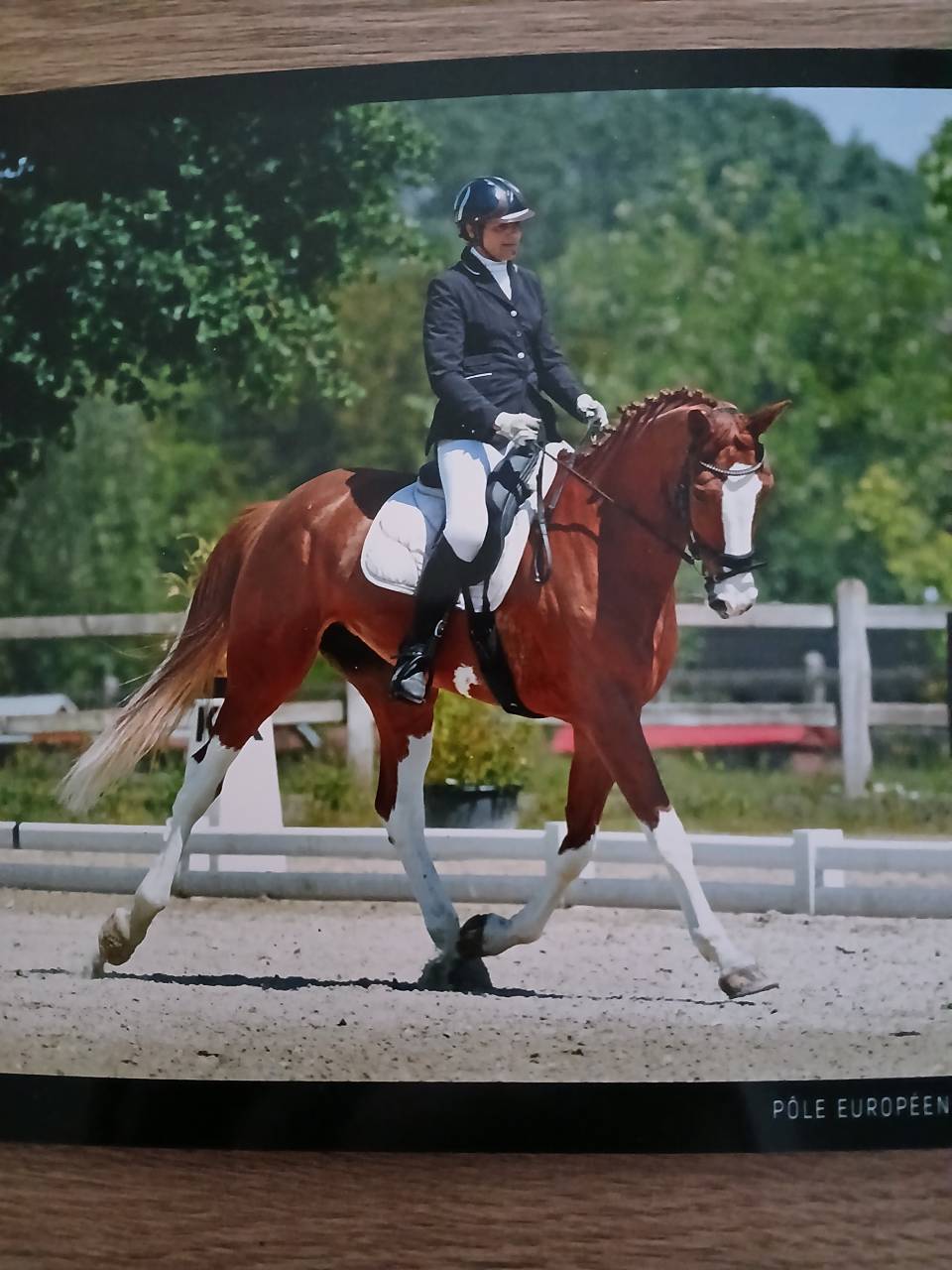 Jument belge 6 ans dressage