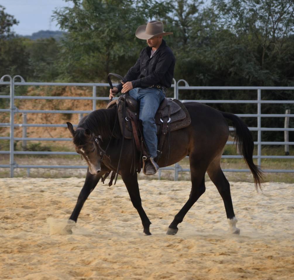 Quarter horse pp 2 ans 