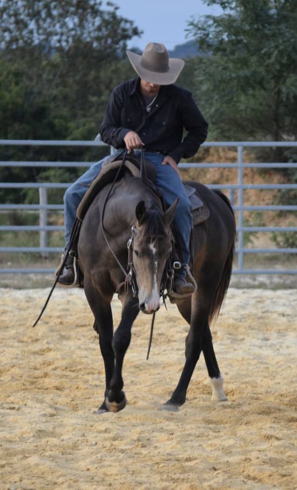 Quarter horse pp 2 ans 