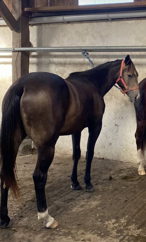 Quarter horse pp 2 ans 