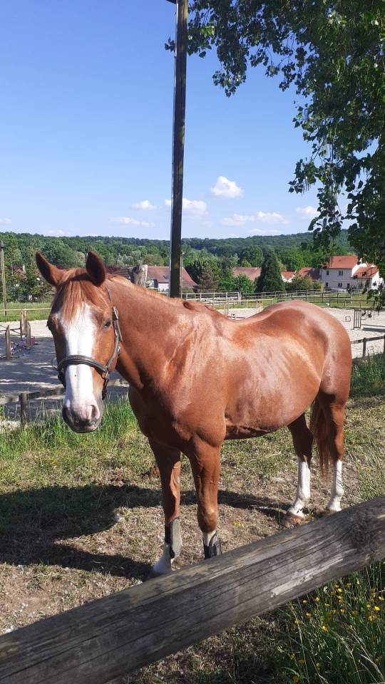 SF, 11 ans, CSO <20 000