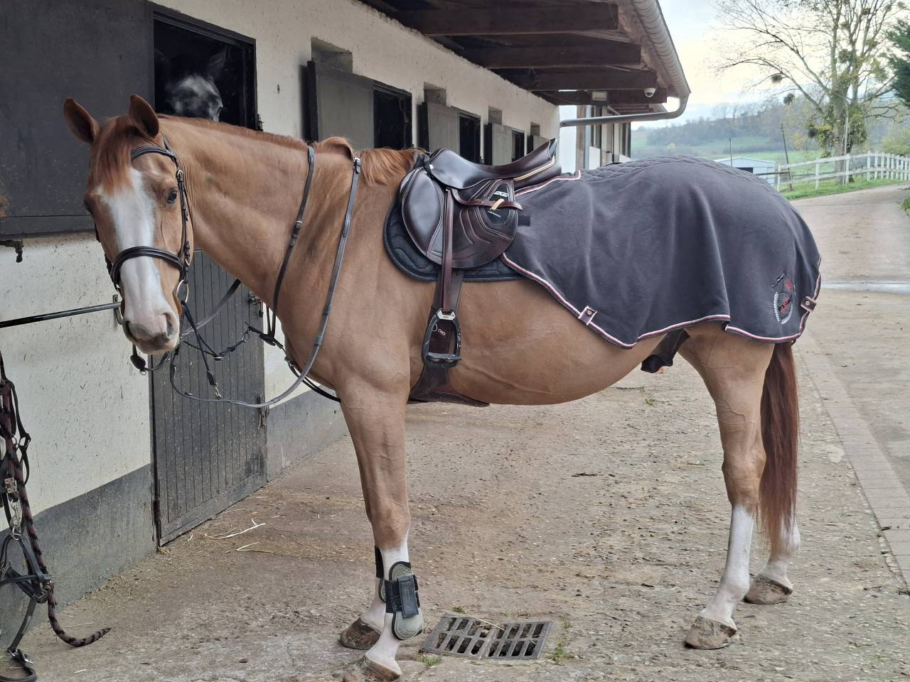 SF, 11 ans, CSO <20 000