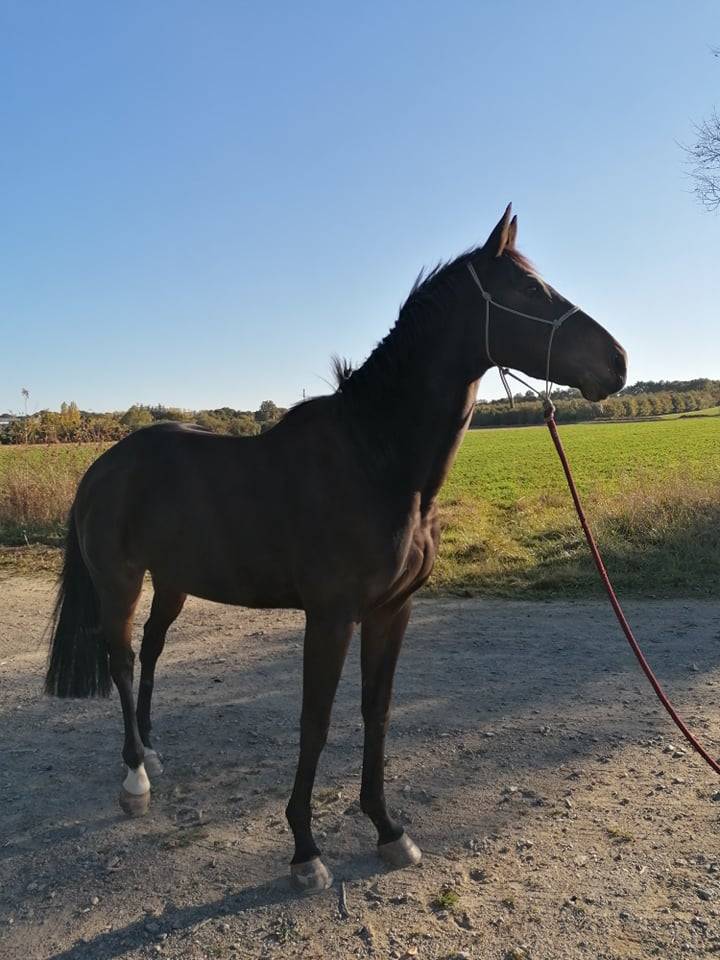 Cheval de loisir à confier (pas fermée DP/vente) 