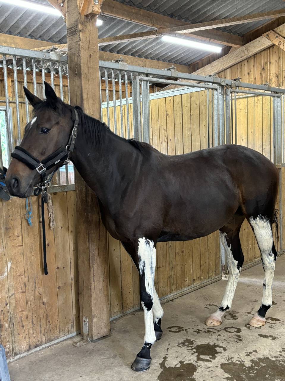 Cheval de loisir à confier (pas fermée DP/vente) 