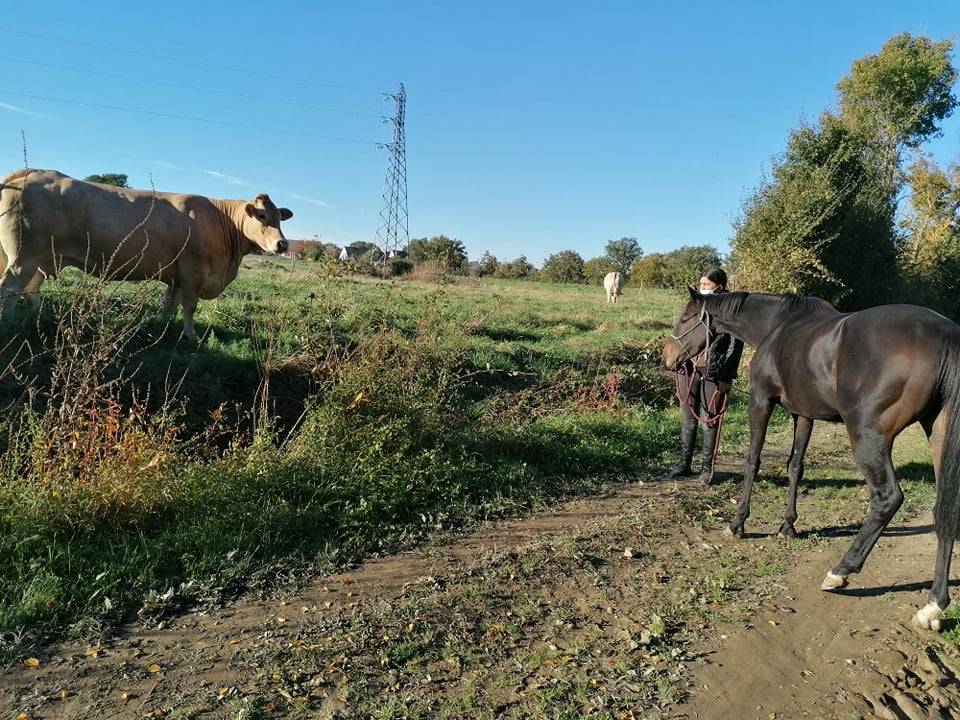 Cheval de loisir à confier (pas fermée DP/vente) 