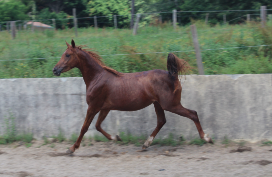 jument PSA 4 ans origines espagnoles