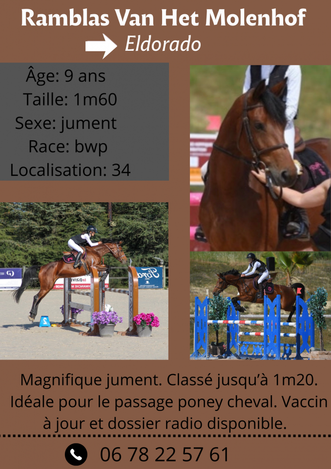 Jument de 9ans par eldorado 