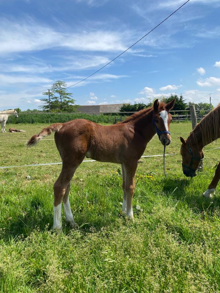Superbe foal SF 2025 (Highway TN x Goldfever x Le Tot )