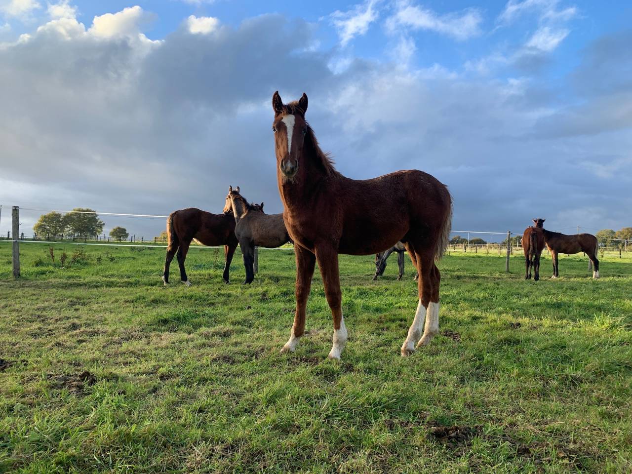 Superbe foal SF 2025 (Highway TN x Goldfever x Le Tot )