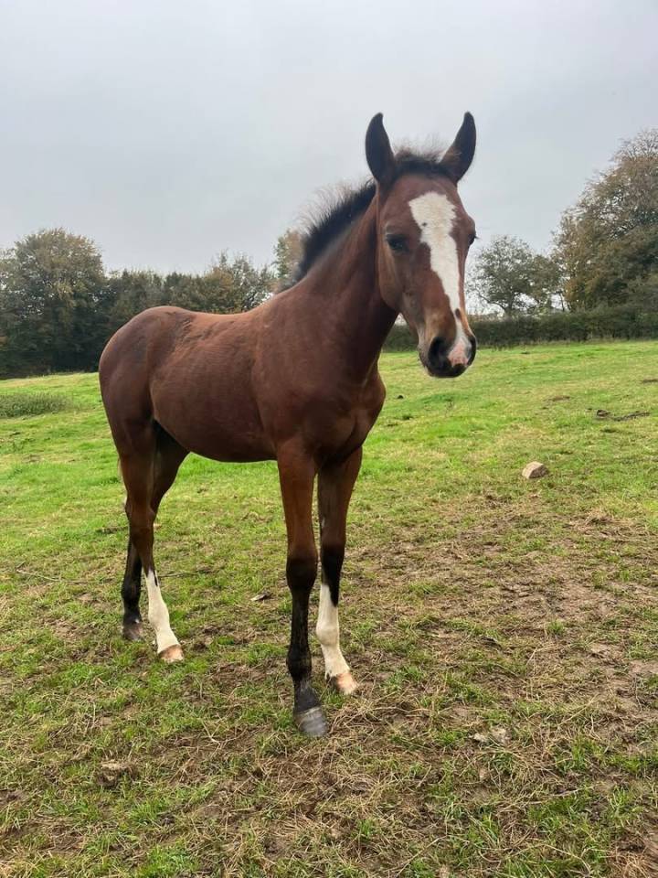 Poulain Welsh part bred