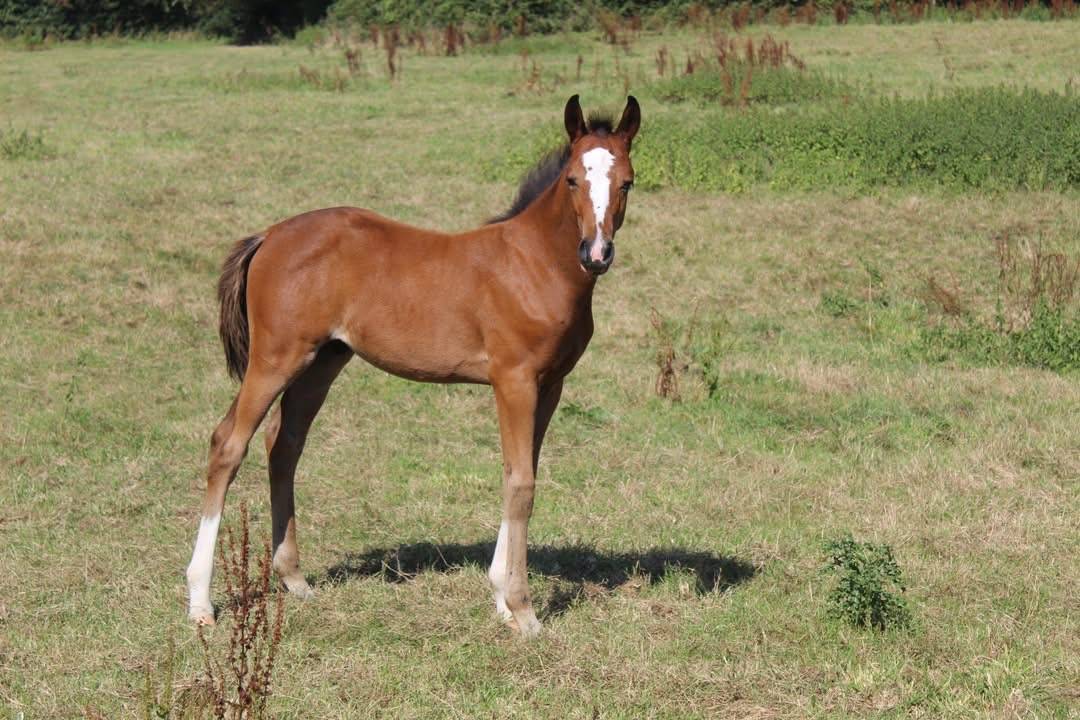 Poulain Welsh part bred