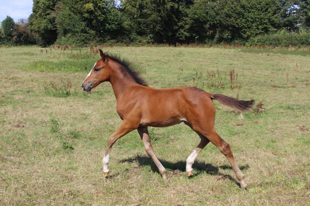 Poulain Welsh part bred