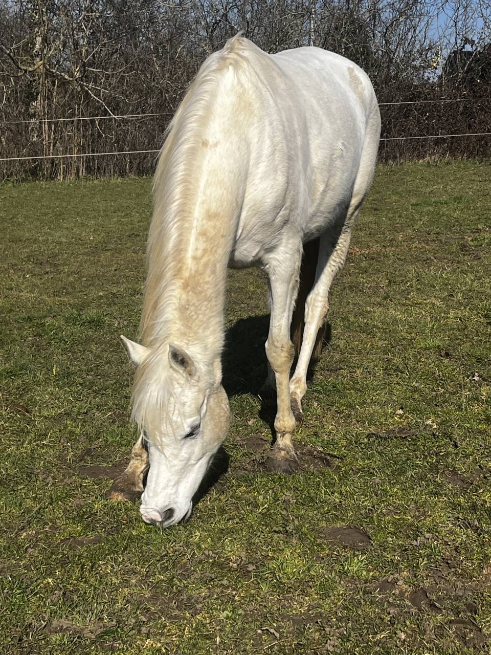 Jument Pur-Sang Arabe plein papier 