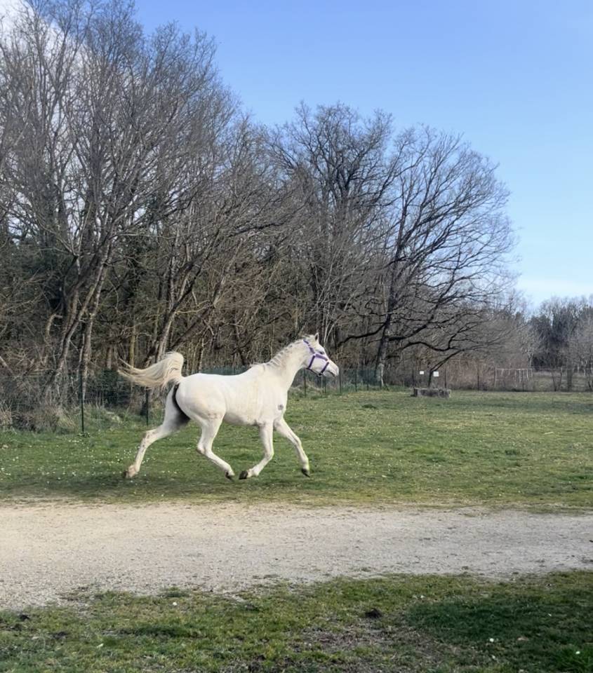 Jument Pur-Sang Arabe plein papier 