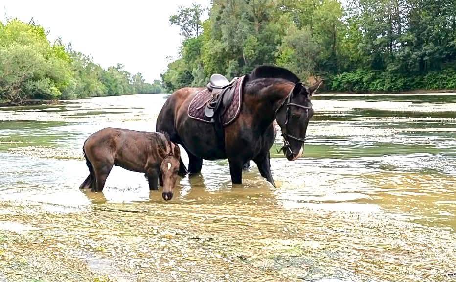 Pouliche LUSITANIENNE PP