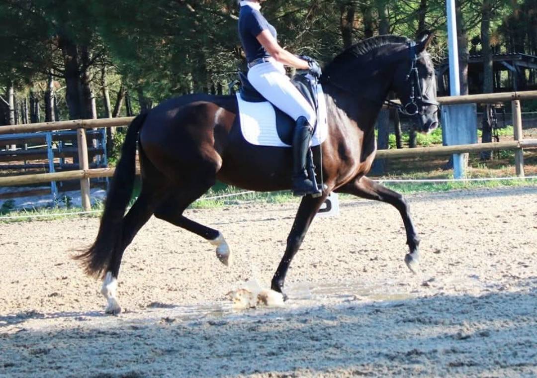 Pouliche LUSITANIENNE PP