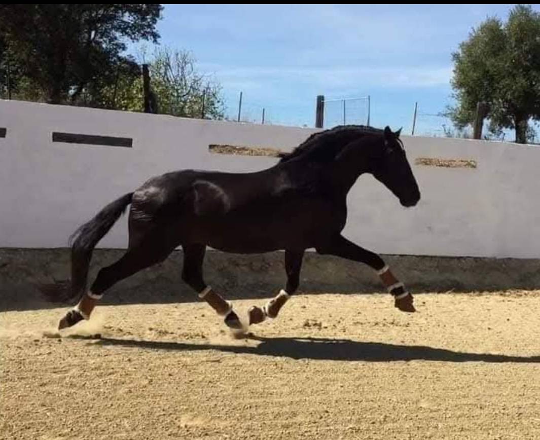 Pouliche LUSITANIENNE PP