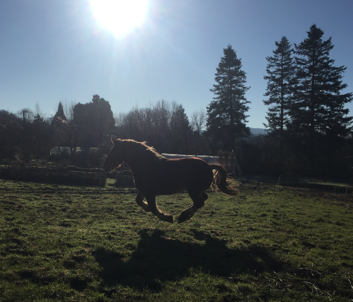 Hongre Breton Loisirs