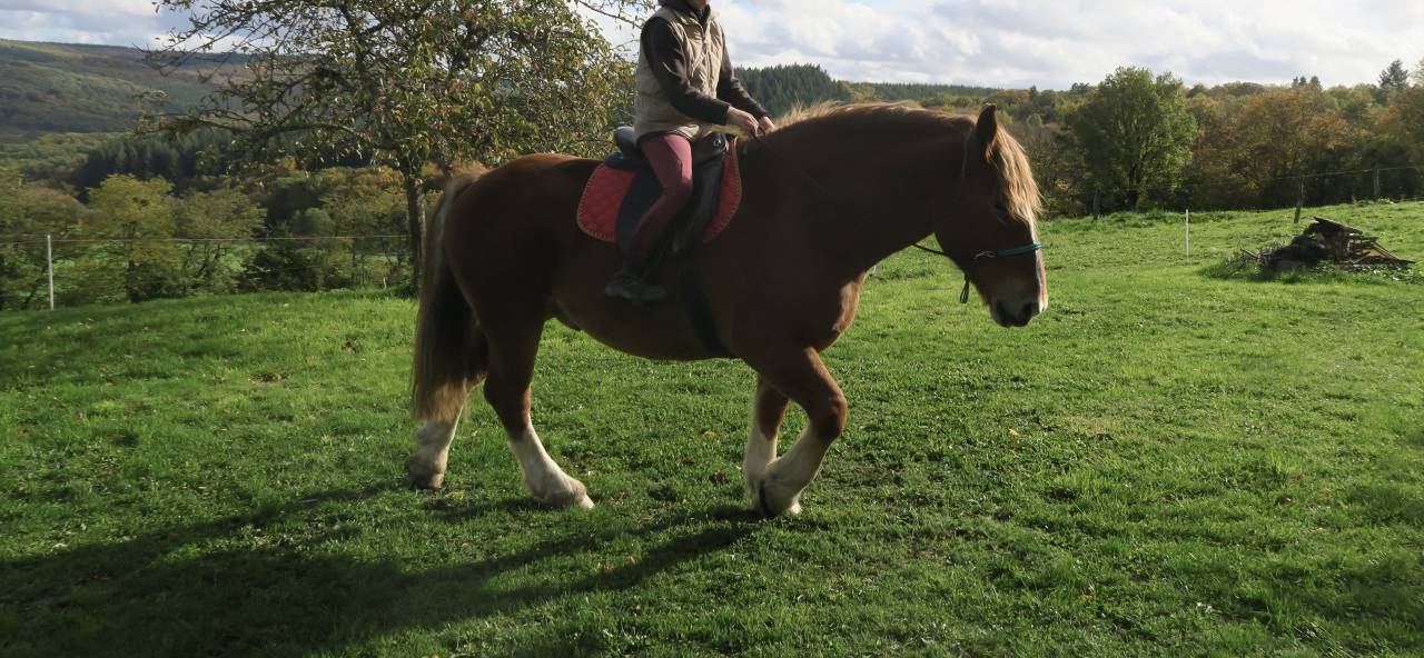 Hongre Breton Loisirs