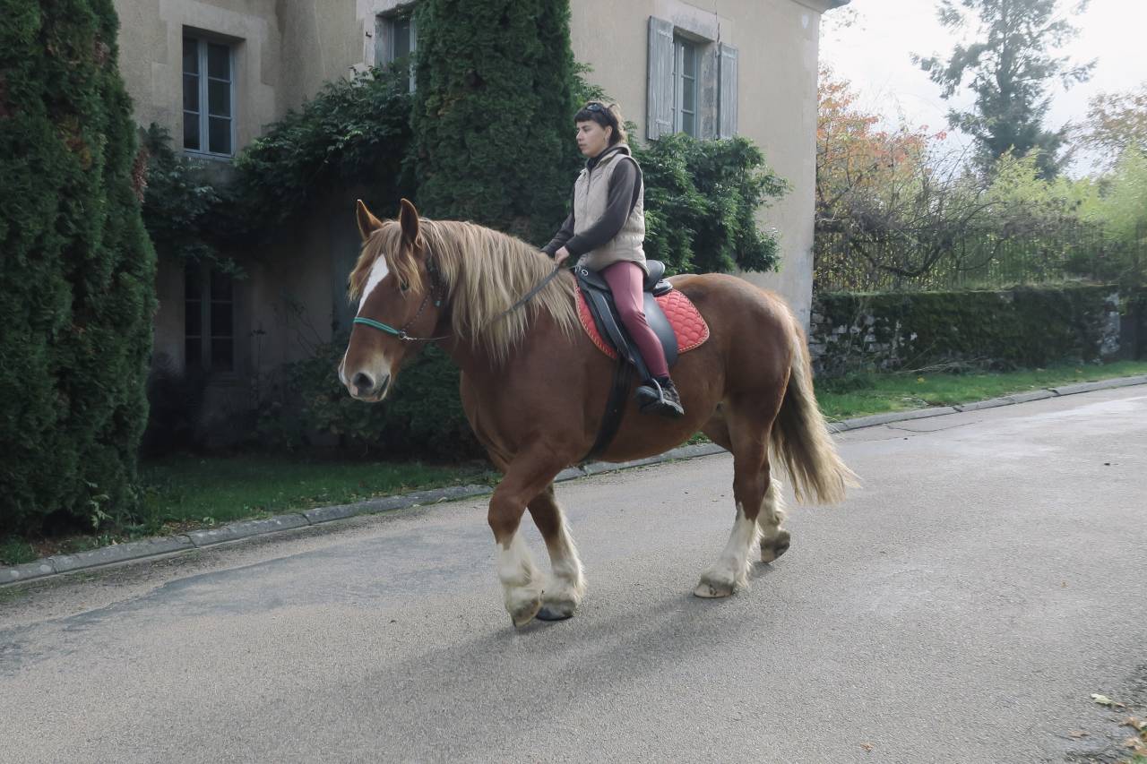 Hongre Breton Loisirs