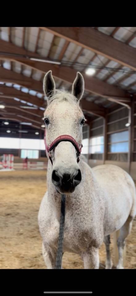 Hongre de 12 ans à vendre
