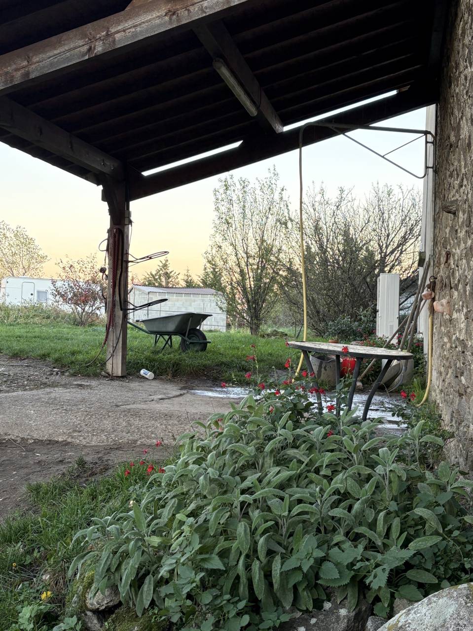 Pension pré pour Chevaux et Poneys 