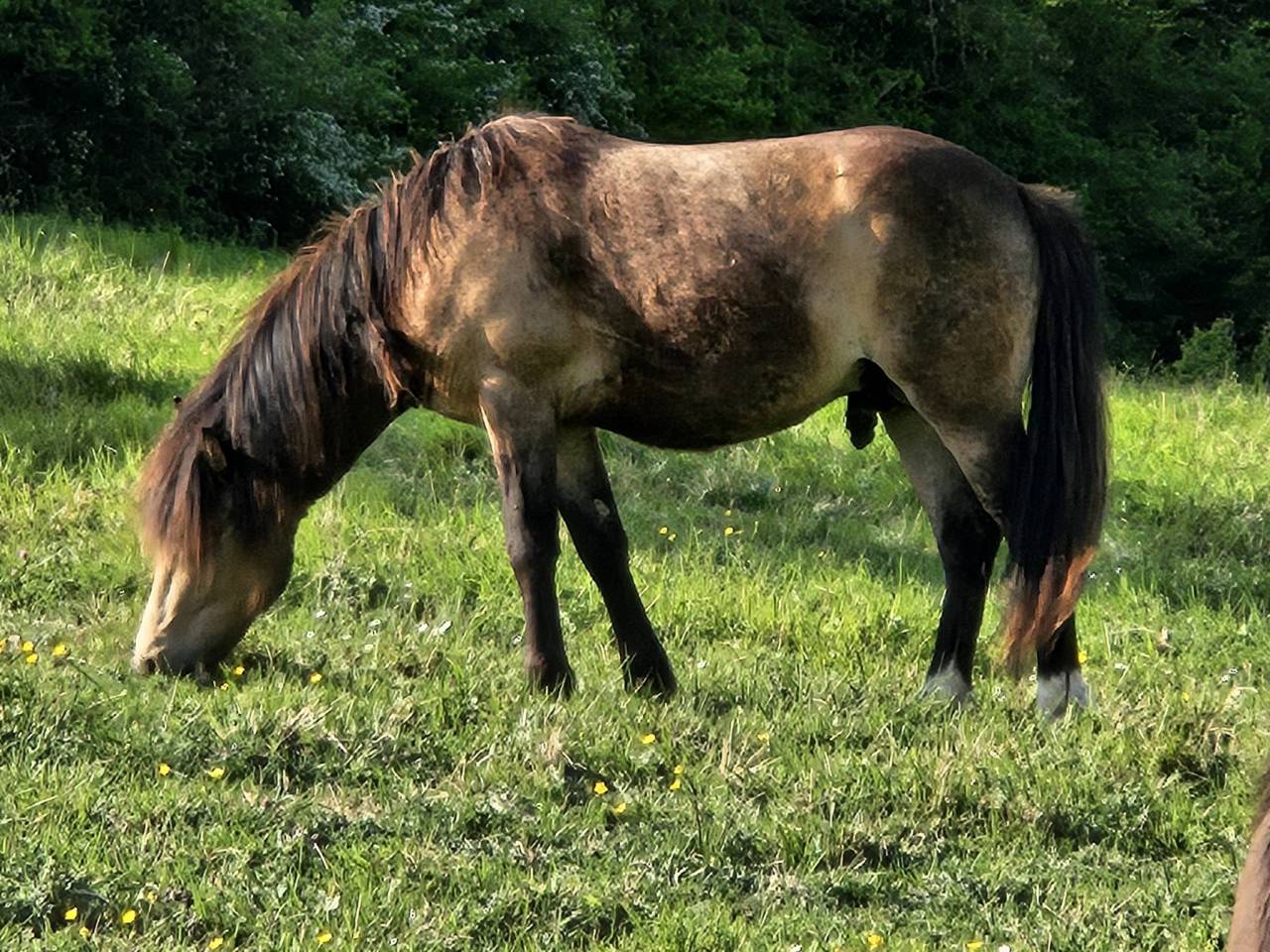 beau poney isabelle 2 ans