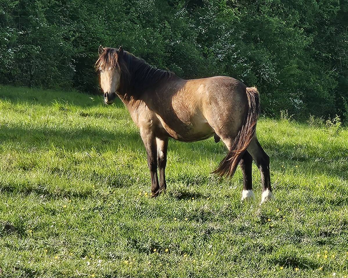 beau poney isabelle 2 ans