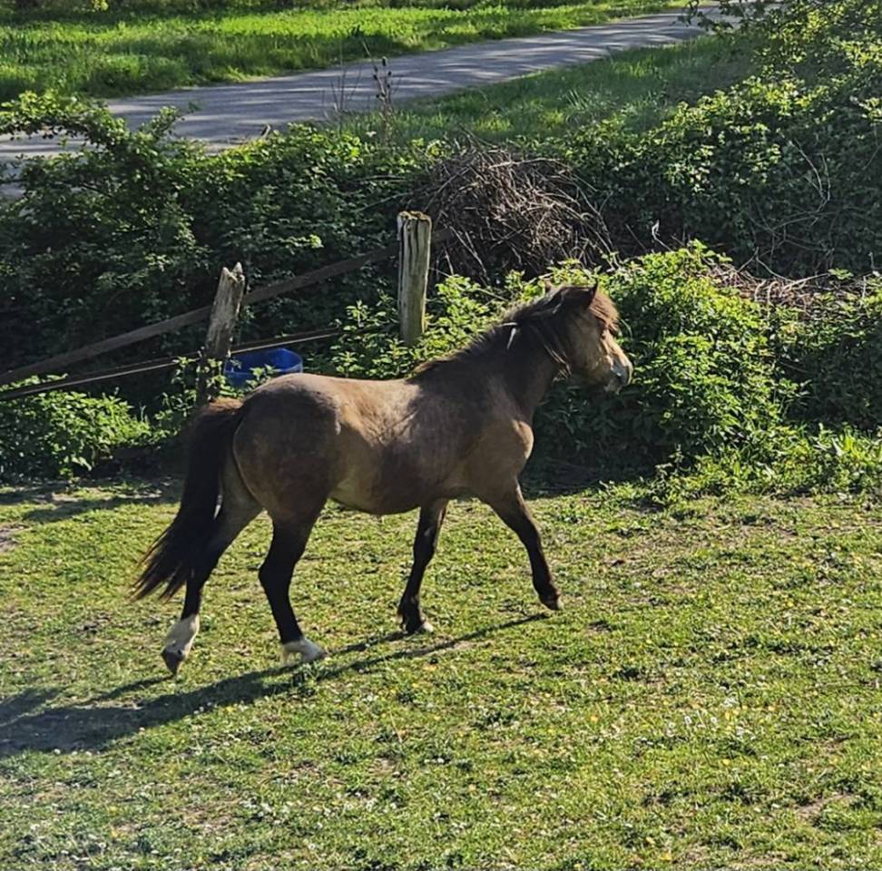 beau poney isabelle 2 ans