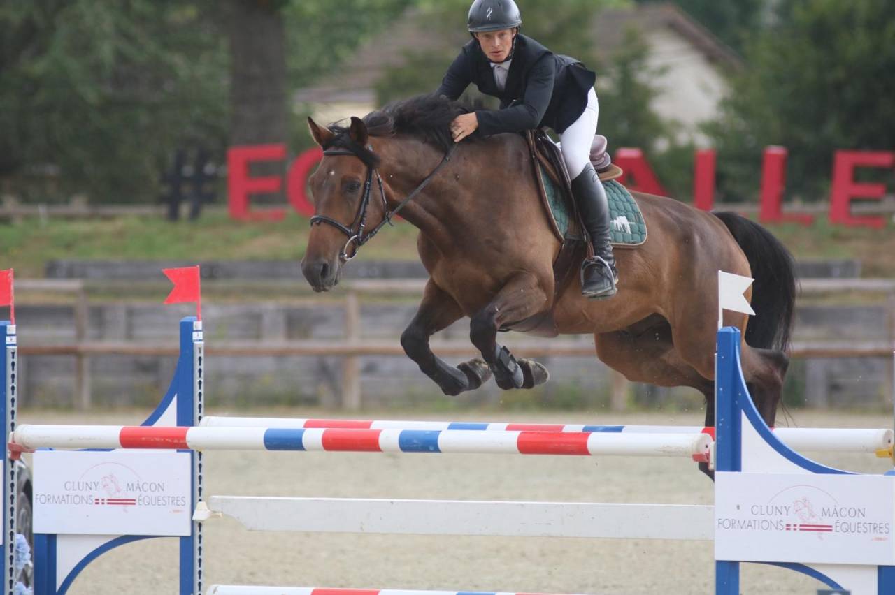 À vendre cheval pour faire 125/130