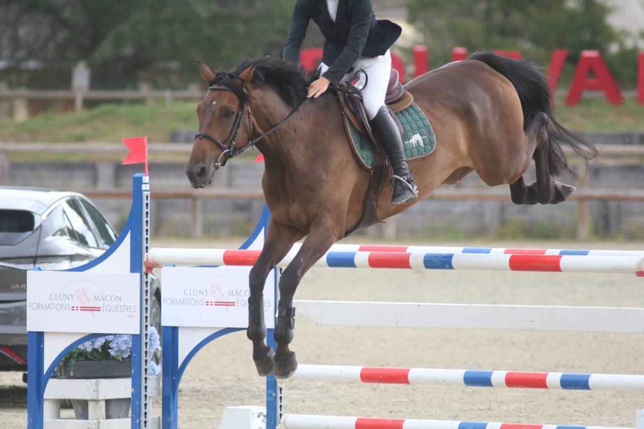 À vendre cheval pour faire 125/130