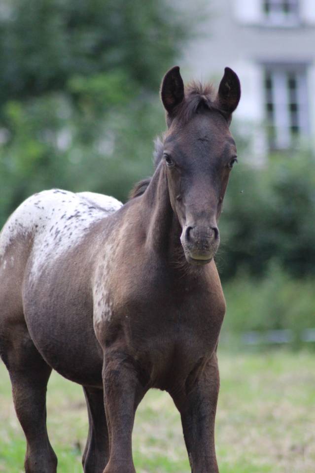 Pouliche DSA Black l&eacute;opard 