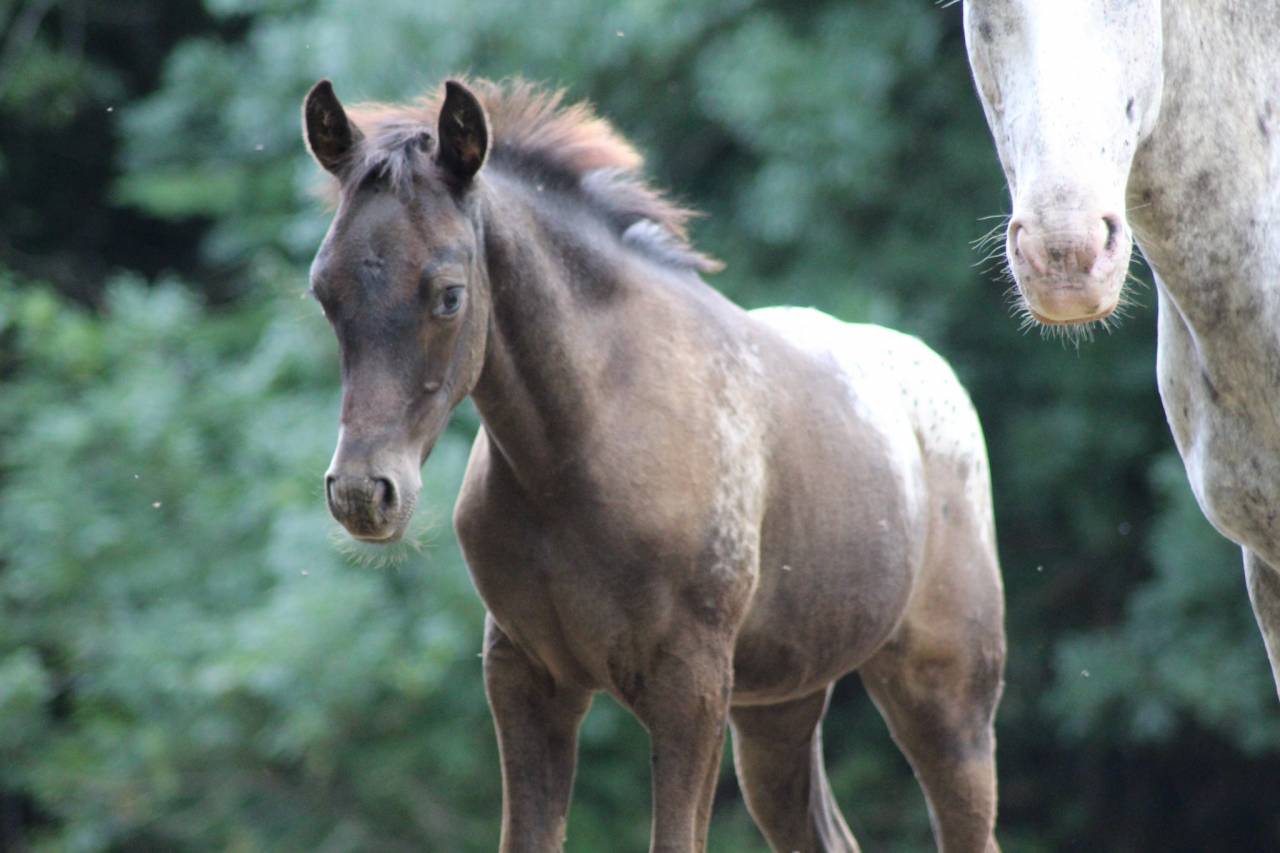 Pouliche DSA Black l&eacute;opard 