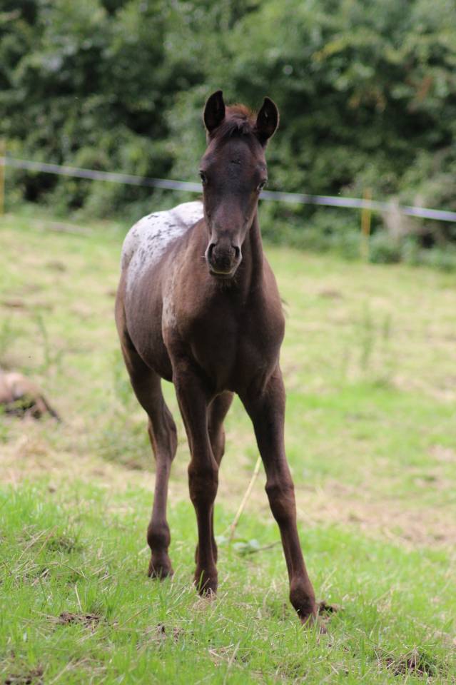 Pouliche DSA Black l&eacute;opard 